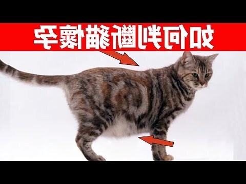 孕婦養貓 注意